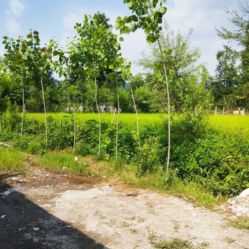 زمین باغی مخصوص باغ 8