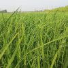 زمین کشاورزی مناسب خونه باغ 1800 متری با سند مالکیت