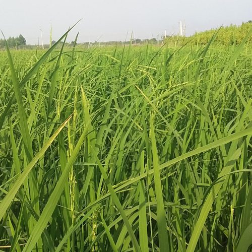 زمین کشاورزی مناسب خونه باغ 1800 متری با سند مالکیت