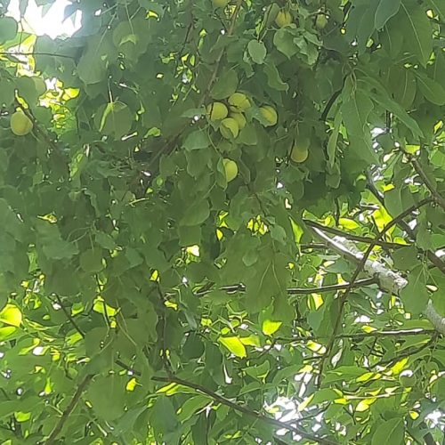 فروش باغ سر جاده اصلی سنندج