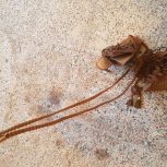 کفش زنانه مجلسی