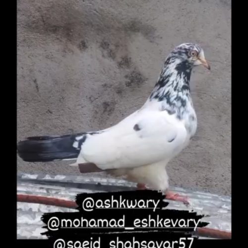 فروش کبوتر پرشی