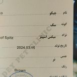 اشپیتز 4ماه شناسنامه دار سالم