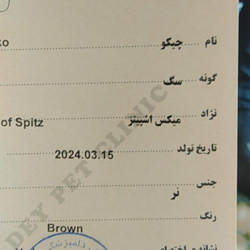 اشپیتز 4ماه شناسنامه دار سالم