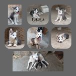 با سلام و خسته نباشید  دو عدد توله سگ هاسکی یک نر و یک ماده ب همراه مادر  موجود می‌باشد   نژاد اصلی گرگی هاسکی می باشد