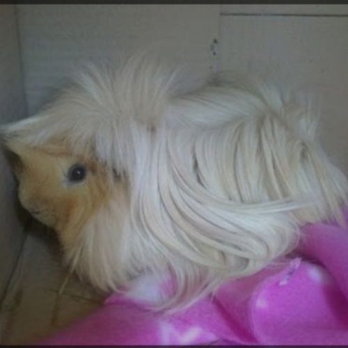 خوکچه هندی فشن پشمالو