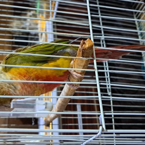 یک طوطی گرین چک دَبل رِد