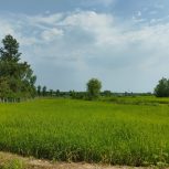 زمین باغی مخصوص باغ 8