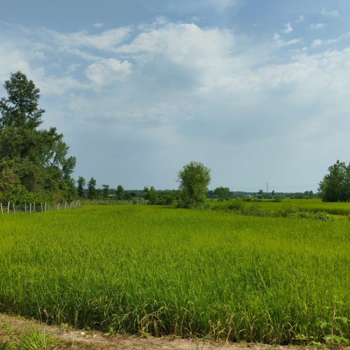 زمین باغی مخصوص باغ 8