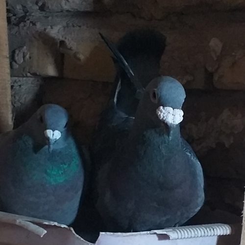 کفتر باخ خورده