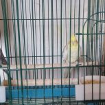 پرنده جفت نر وماده