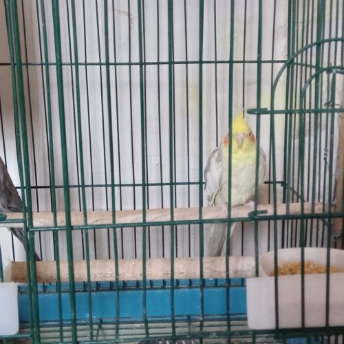 پرنده جفت نر وماده