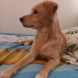 سگ اشپیتز نر عقیم شده