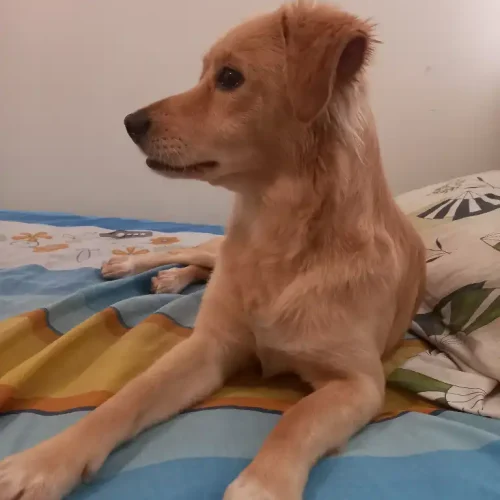 سگ اشپیتز نر عقیم شده