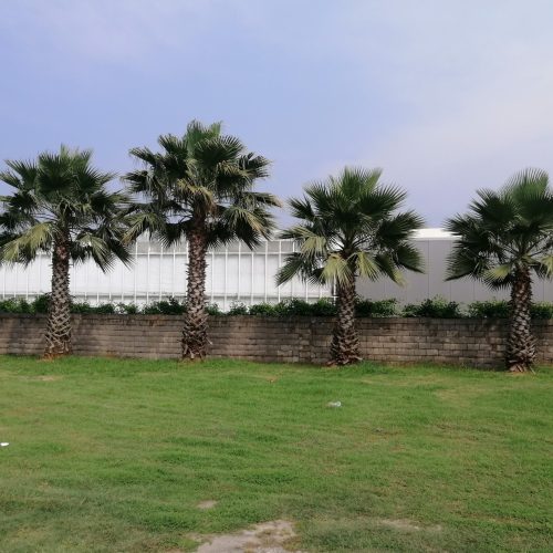 زمین کشاورزی به مساحت 8000متر