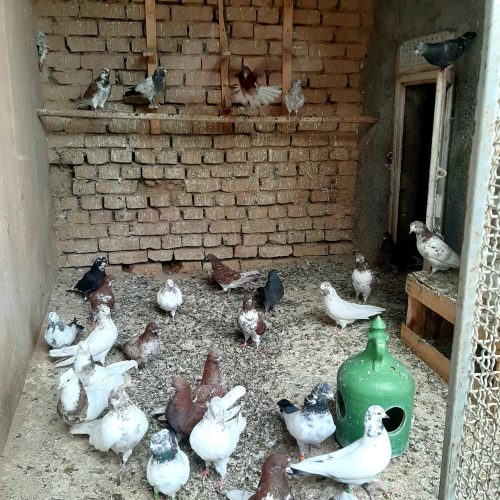 کبوترگنجه بر