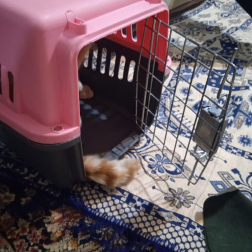 باکس سگو گربه