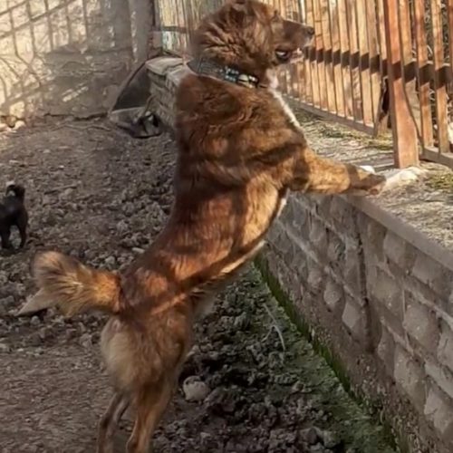 معاوضه سگ خراسانی