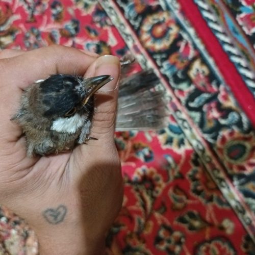 بلبل نوچه بالغ نشده