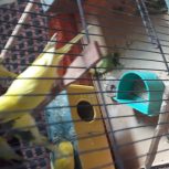 باسلام تعدادی پرنده مرغ عشق بارنگهای مختلف به فروش میرسد