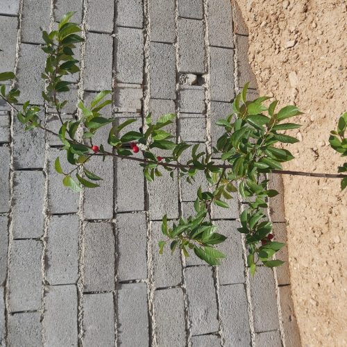 باغچه 600متری