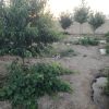 باغ فنس کشی در چقا