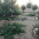 باغ فنس کشی در چقا