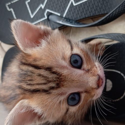 حیوانات خانگی