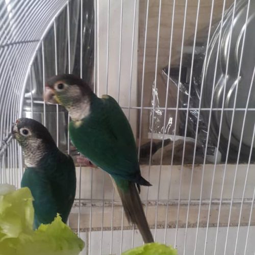 2جفت گرینچیک