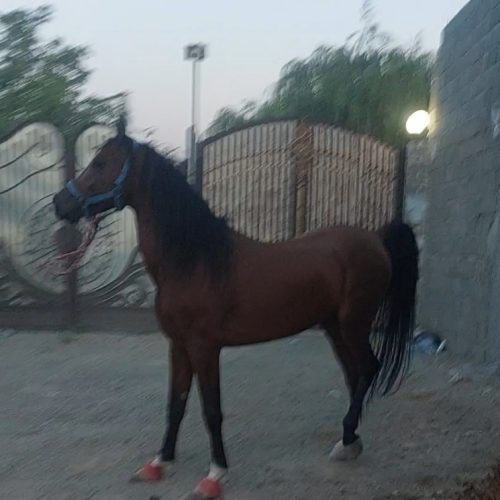 فروش اسب نریان درهشور خالص