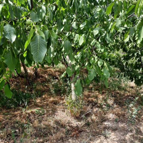 فروش باغ آبی در محدود بجنورد