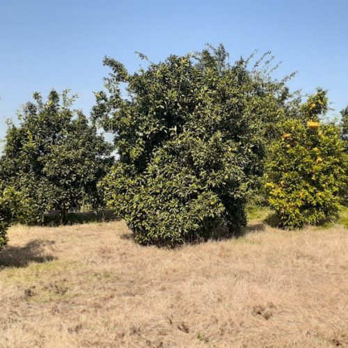 زمین باغی