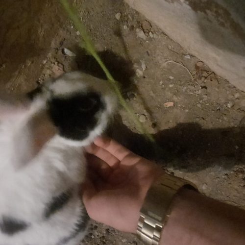 خرگوش‌ زیبا خانگی