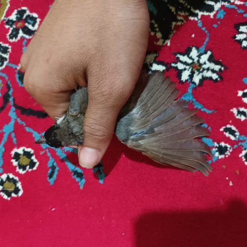 بلبل نوچه بالغ نشده