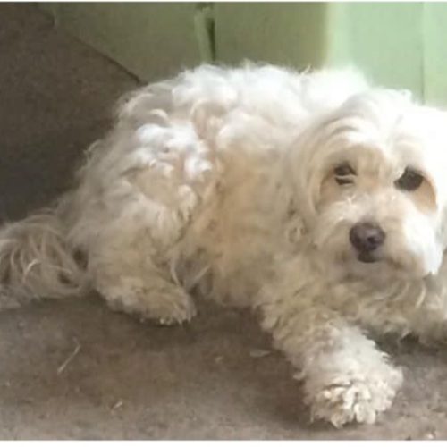 واکسیناسیون دامپزشکی