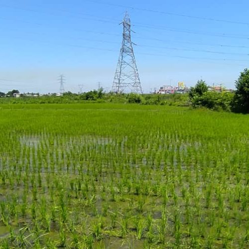 زمین کشاورزی 3670 متر
