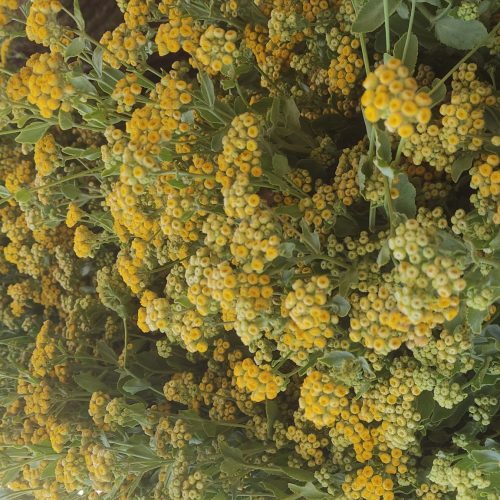 گیاهان دارویی