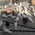 فروش کبوتر
