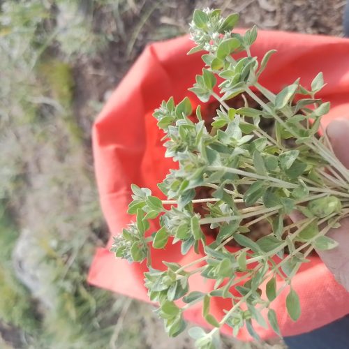 اویشن وکاکوتی کوهی دستچین عشایر دامنه سبلان