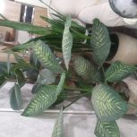 گل سانسورها و دیفن