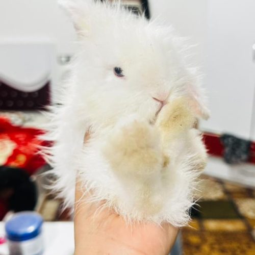 فروش خرگوش لپ