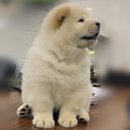 سگ نگهبان چاوچاو