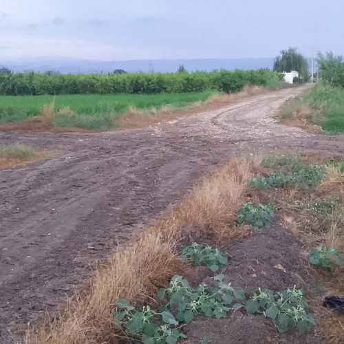 زمین کشاورزی مناسب خونه باغ 1800 متری با سند مالکیت