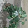 گل و گیاه آپارتمانی
