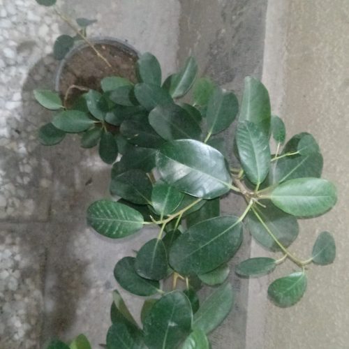 گل و گیاه آپارتمانی