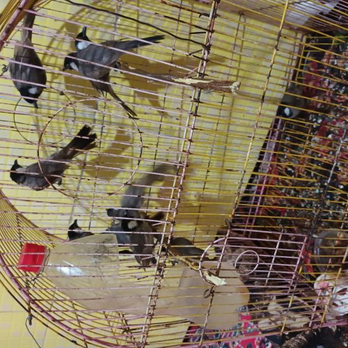 بلبل نوچه بالغ نشده