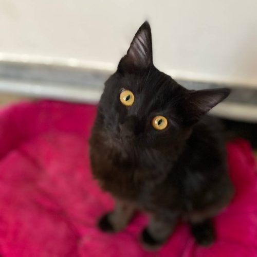 واگذاری گربه