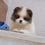 پامر سفید قهوه شناسنامه دار