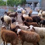 گوسفند زنده