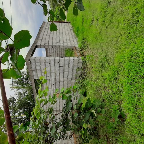 فروش زمین(باغ کیوی)